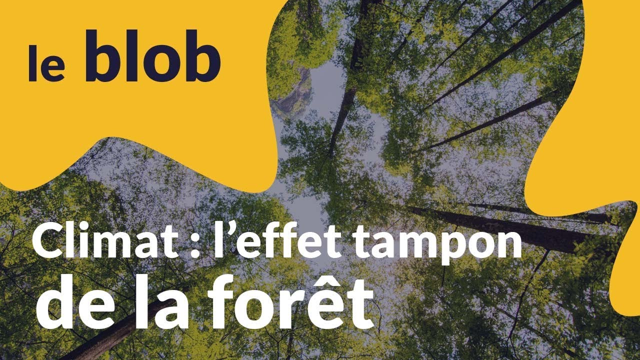 Actu de science | Climat : l’effet tampon de la forêt