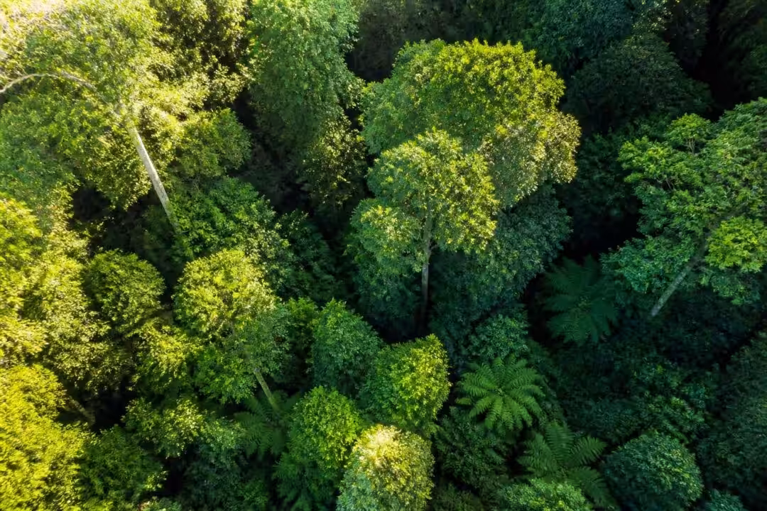 découvrez les avantages du service laforêt canopée et comment il facilite vos projets immobiliers grâce à une expertise complète et un accompagnement personnalisé.