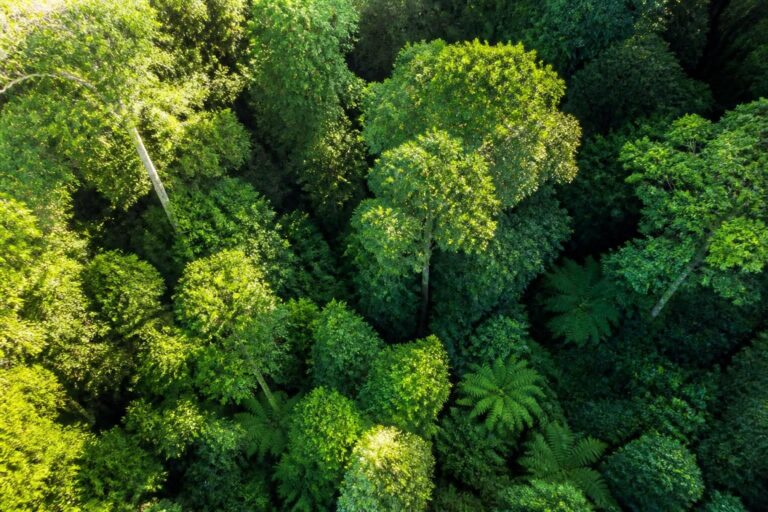 découvrez les avantages du service laforêt canopée et comment il facilite vos projets immobiliers grâce à une expertise complète et un accompagnement personnalisé.